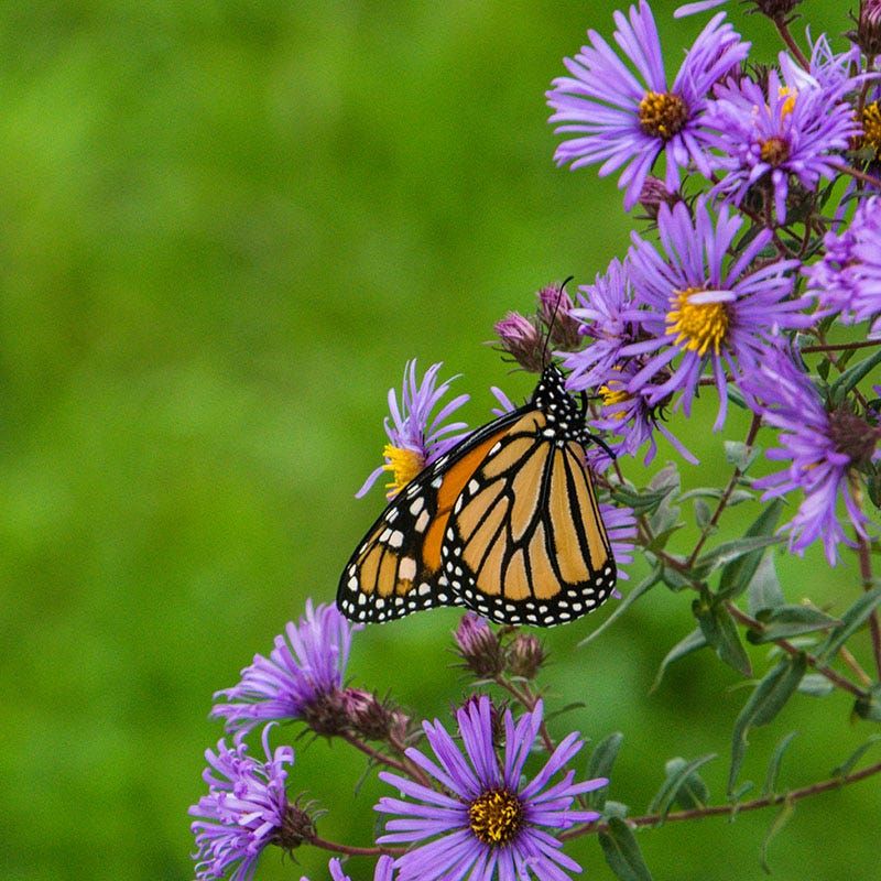 New England Aster Saves The Late-Season Buffet
