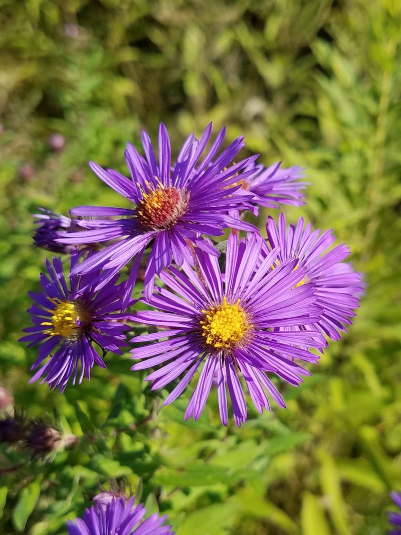 New England Aster Saves The Late-Summer Garden New England Aster Saves The Late-Summer Garden