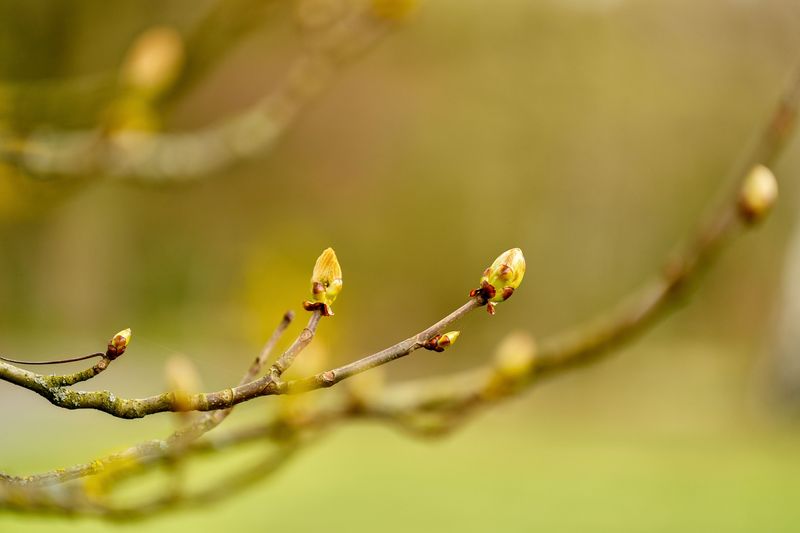 New Growth Appears In The Following Weeks New Growth Appears In The Following Weeks