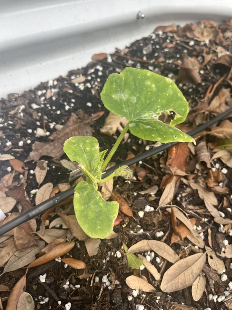 New Growth Looks Weak Or Stunted