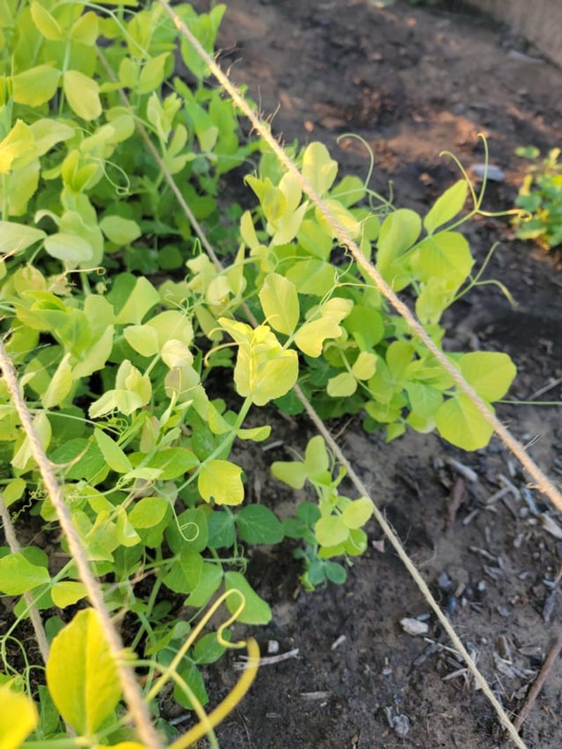 New Growth Shows Sulfur Trouble New Growth Shows Sulfur Trouble