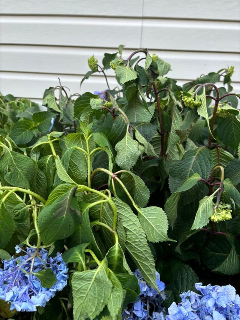 New Hydrangeas Have Smaller Root Systems New Hydrangeas Have Smaller Root Systems