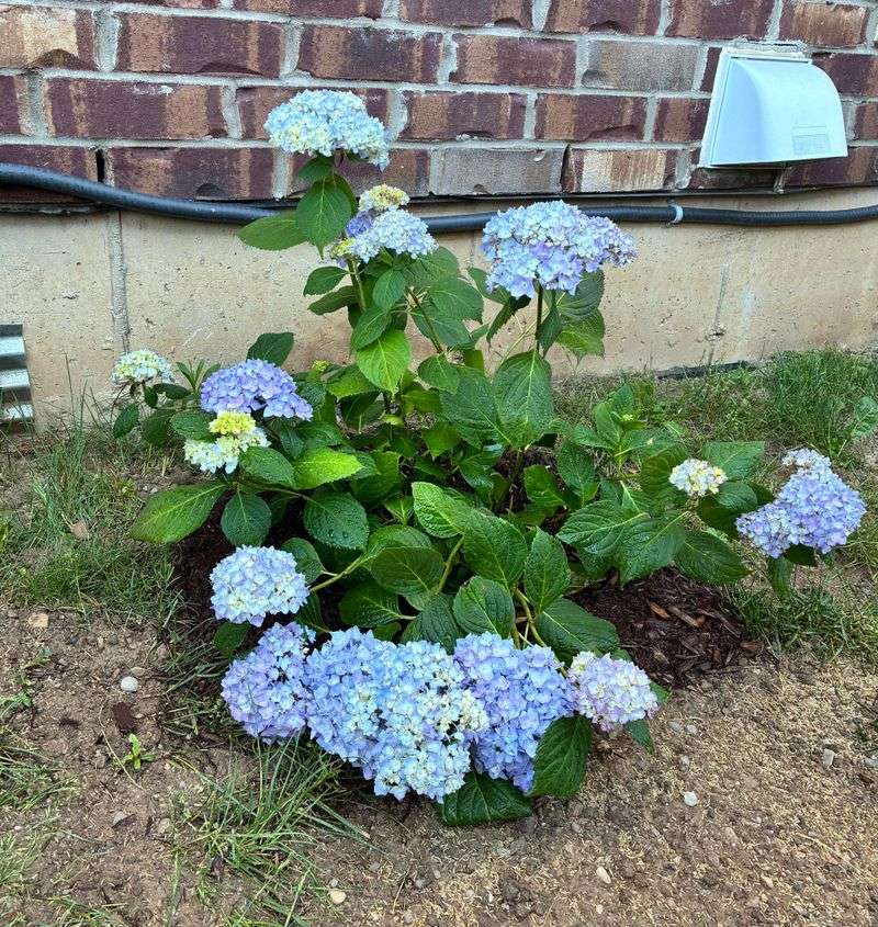 New Hydrangeas Need Closer Moisture Checks