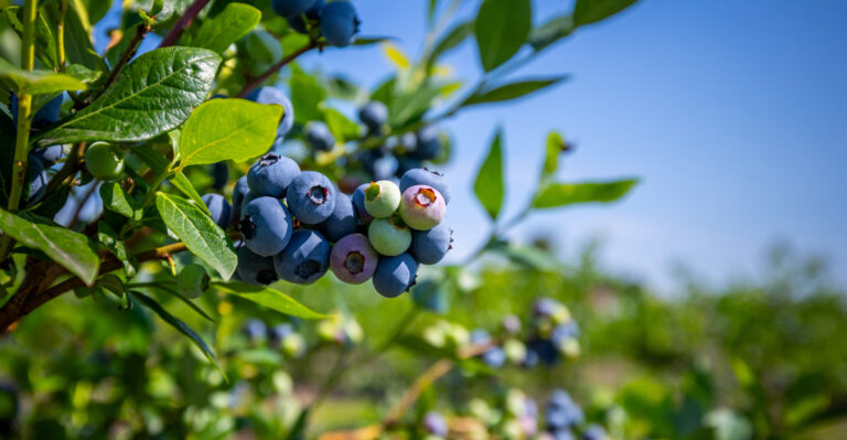 New Jersey Gardeners’ Next Steps For Blueberry Bushes After Harvest