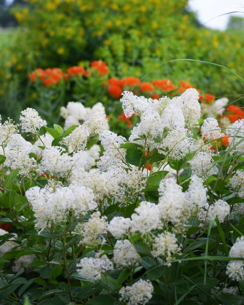 New Jersey Tea Is The Best Native Lilac Alternative New Jersey Tea Is The Best Native Lilac Alternative
