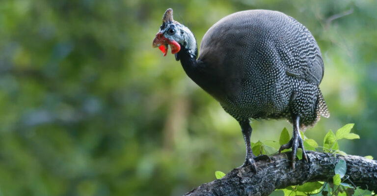 New Jersey’s Natural Tick Control Solution Might Be This Backyard Bird