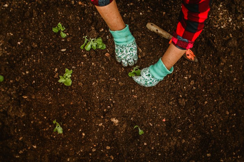 New Jersey's Soil Mix Gives Gardeners An Early Edge New Jersey's Soil Mix Gives Gardeners An Early Edge