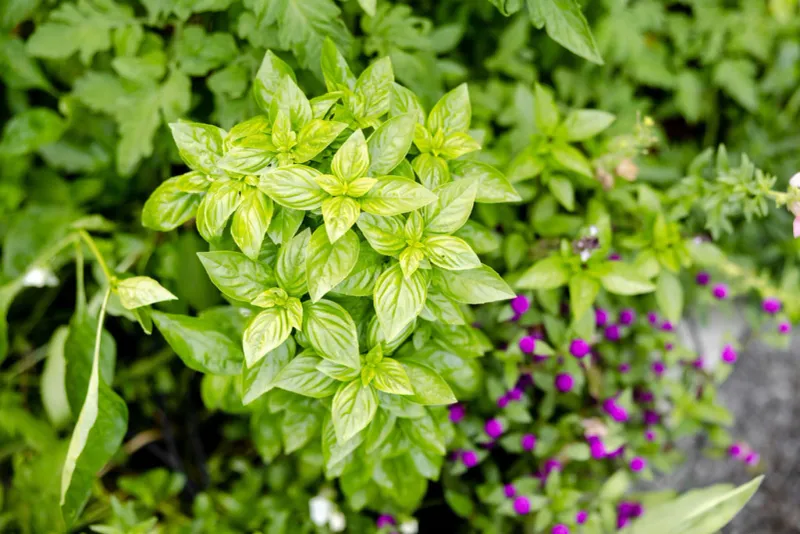 New Leaves Need A Reset New Leaves Need A Reset