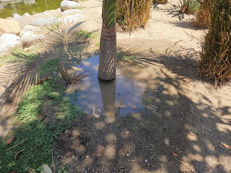New Palms Dry Out Faster Than Expected New Palms Dry Out Faster Than Expected