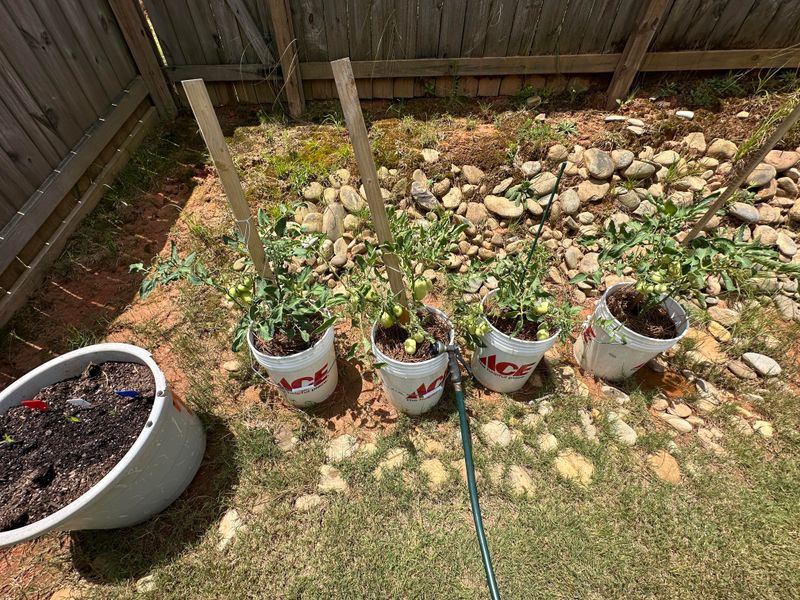 New Plantings Need More Help Than Established Shrubs New Plantings Need More Help Than Established Shrubs