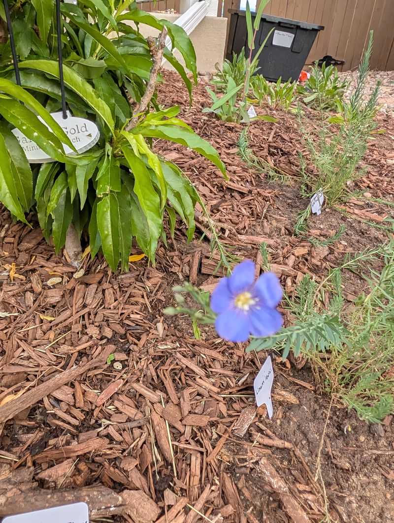 New Plants Need Morning Water Most New Plants Need Morning Water Most