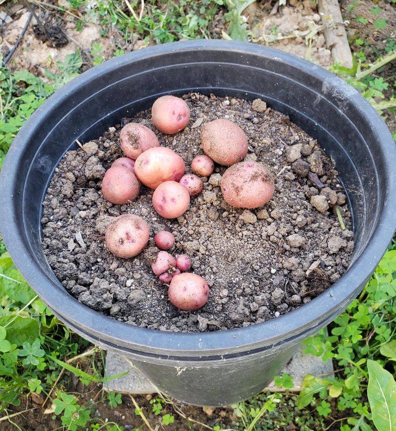 New Potatoes Are Ready Early New Potatoes Are Ready Early
