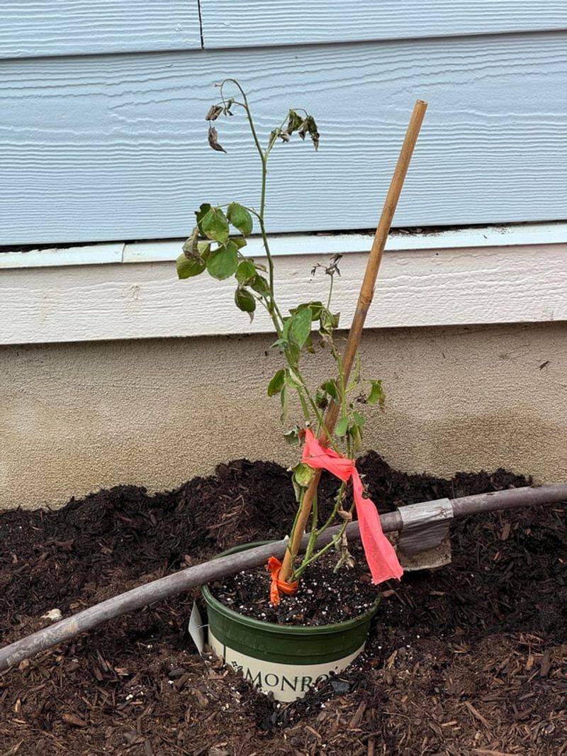 New Roses Need Extra Heat-Wave Help New Roses Need Extra Heat-Wave Help