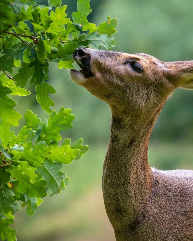 New Shrubs Are Often Placed Along Deer Routes