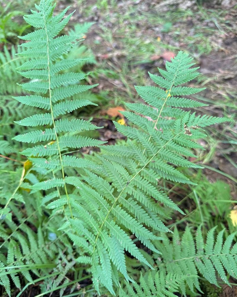 New York Fern (Amauropelta Noveboracensis) New York Fern (Amauropelta Noveboracensis)