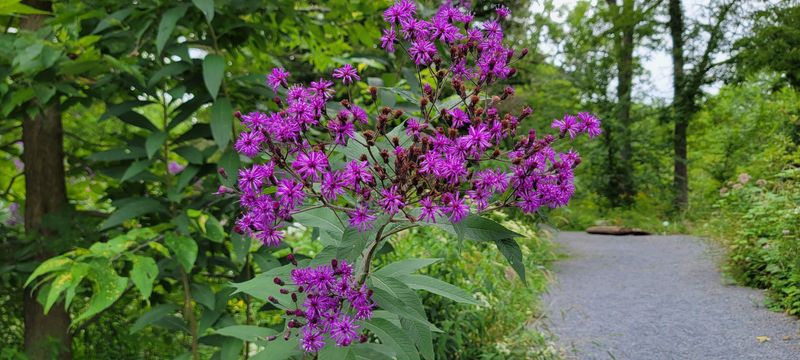 New York Ironweed Brings A Purple No Bug Ignores