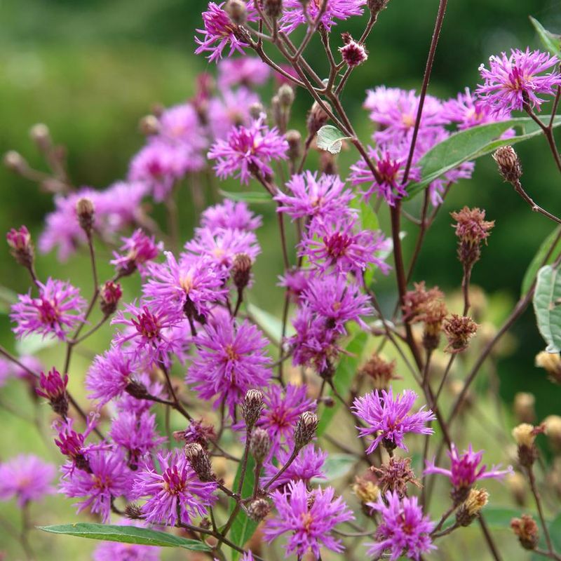 New York Ironweed Deepens Late-Summer Color