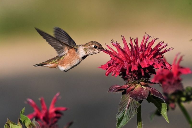 Newly Fledged Juveniles May Be Discovering Your Garden Newly Fledged Juveniles May Be Discovering Your Garden