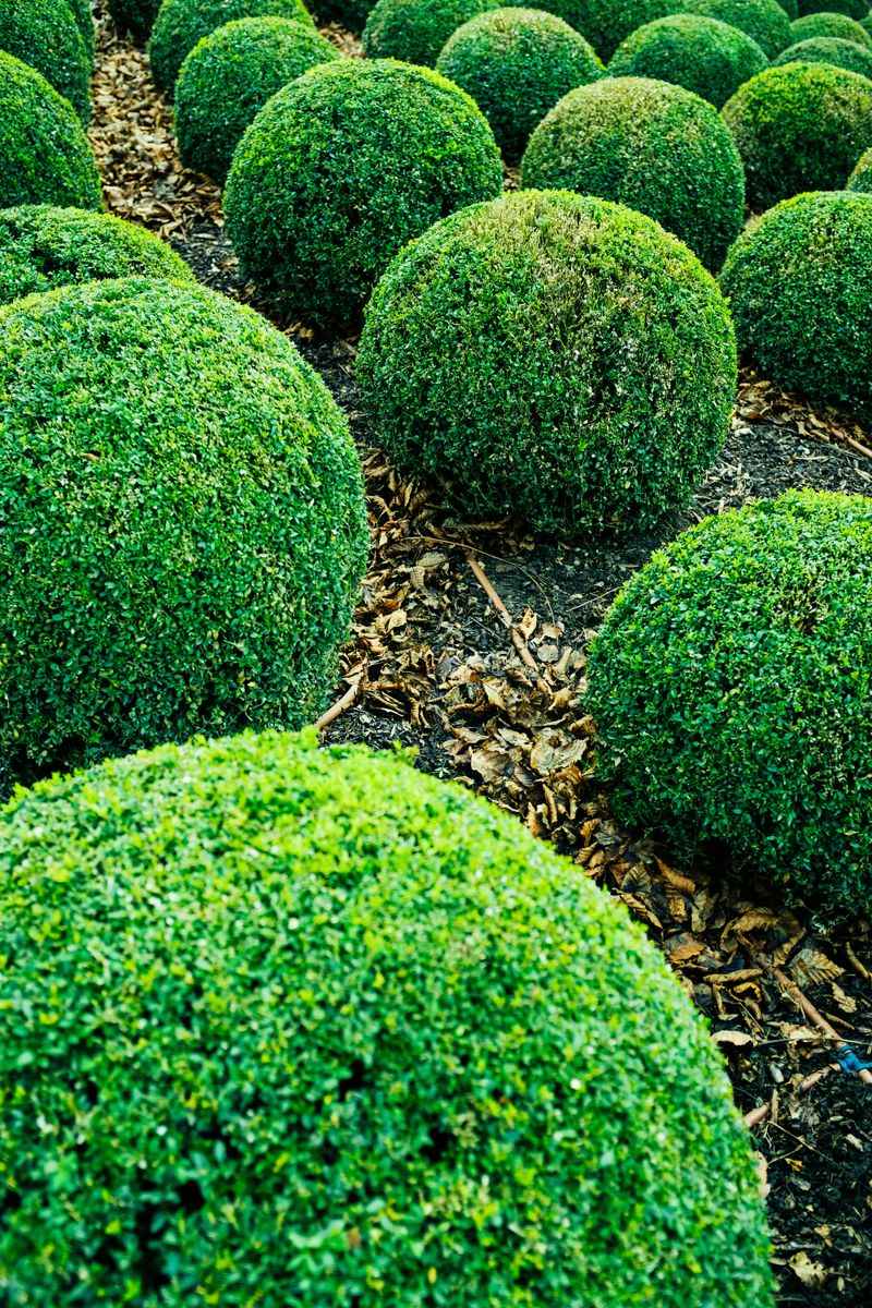 Newly Planted Shrubs Depend On Steady Care Newly Planted Shrubs Depend On Steady Care
