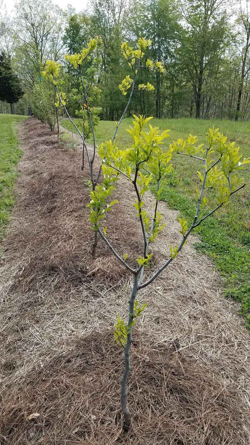 Newly Planted Trees Need Regular Water During Establishment Newly Planted Trees Need Regular Water During Establishment