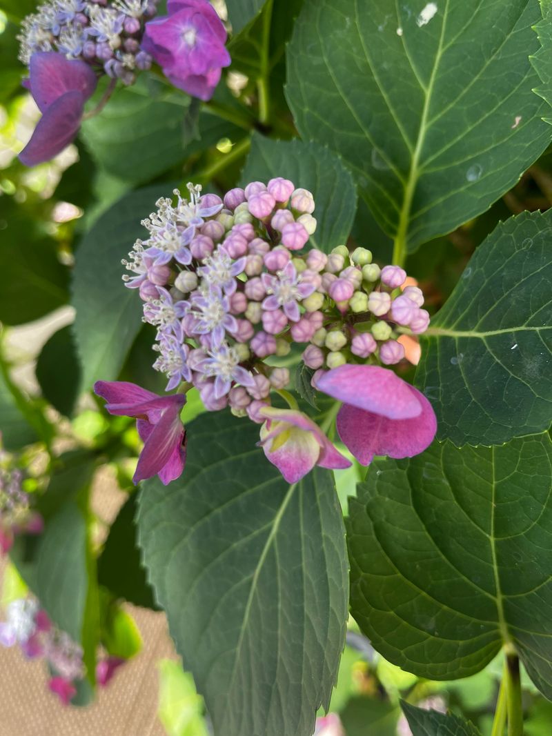 Next Spring's Buds May Already Be Forming Next Spring's Buds May Already Be Forming