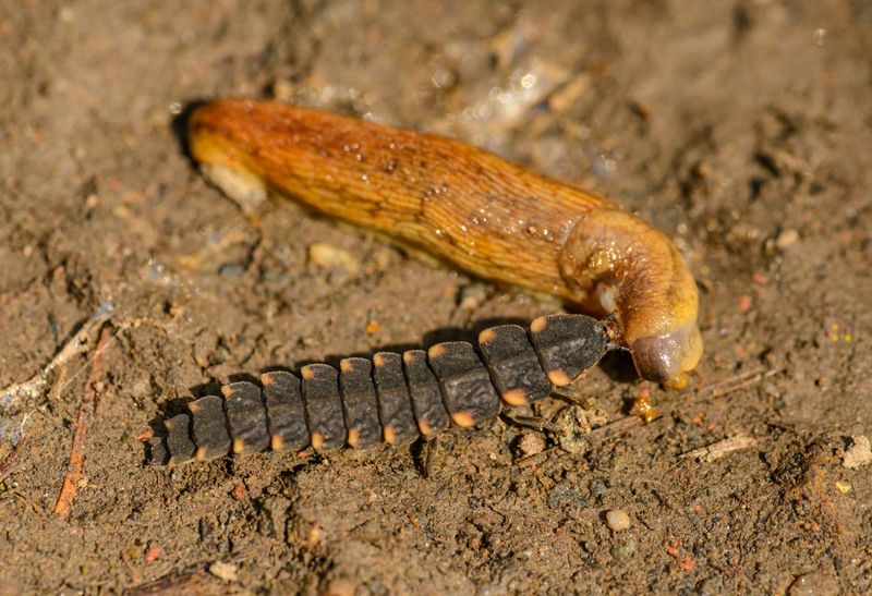 Next Year's Fireflies Are Already Developing Underground Next Year's Fireflies Are Already Developing Underground