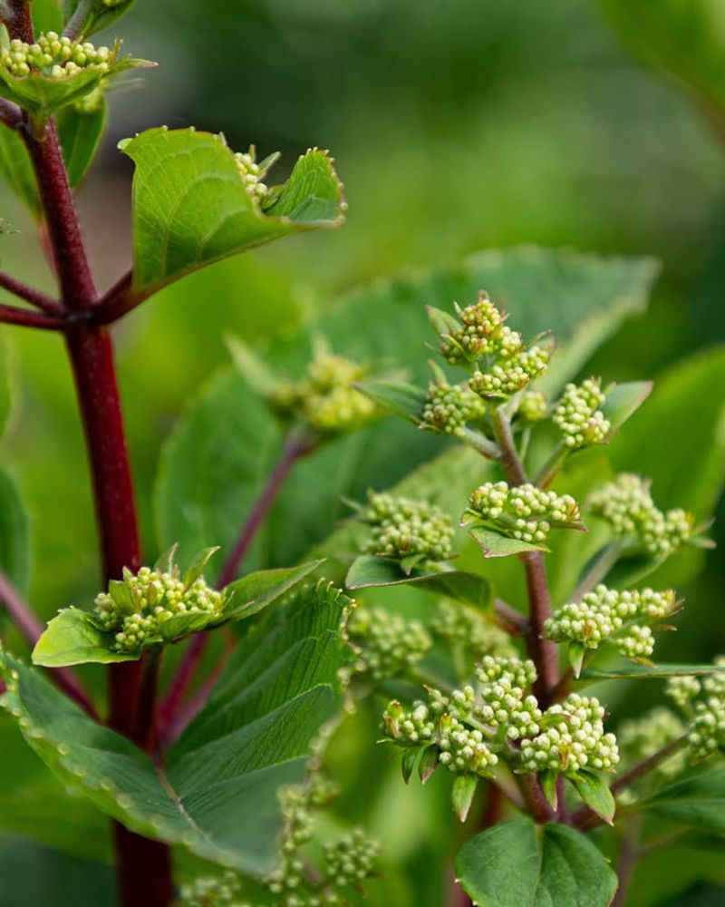 Next Year's Flower Buds Form During Summer Next Year's Flower Buds Form During Summer