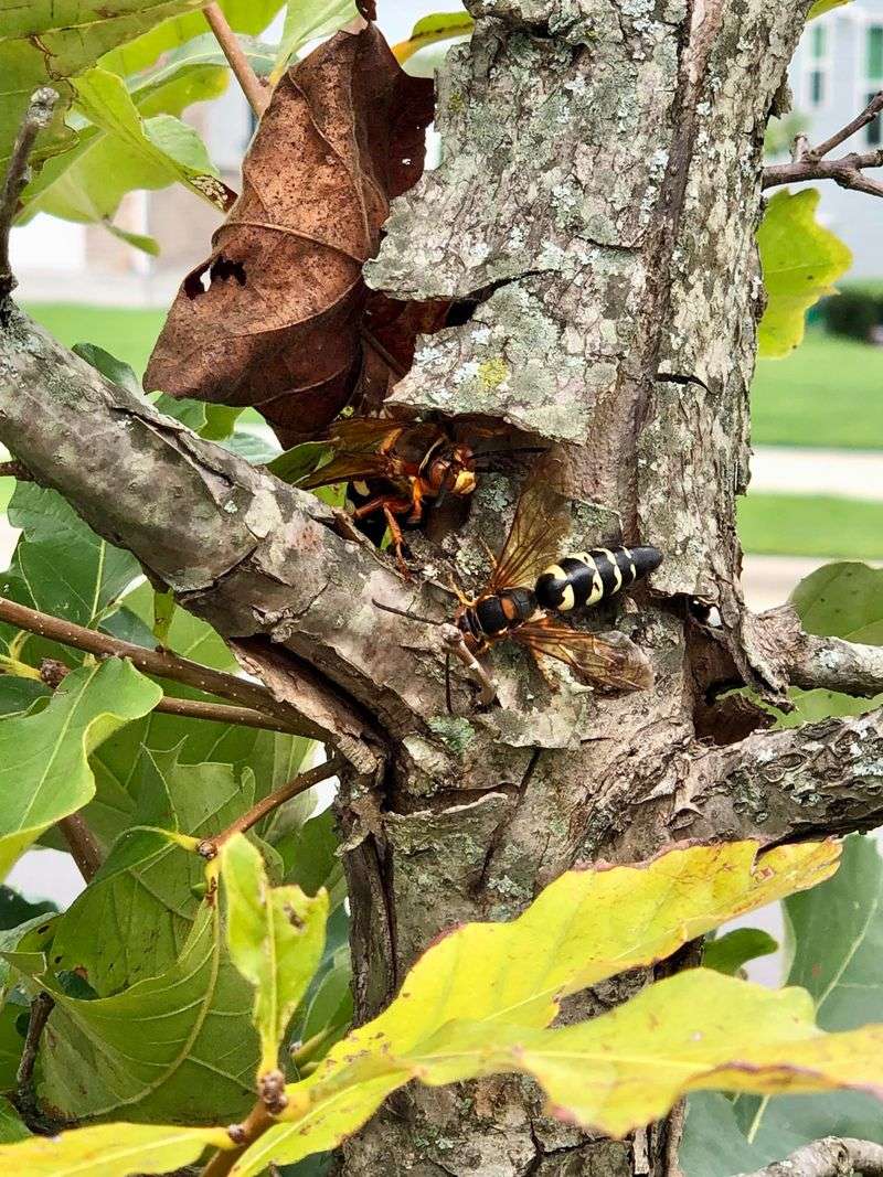 Night Activity May Point To European Hornets Night Activity May Point To European Hornets