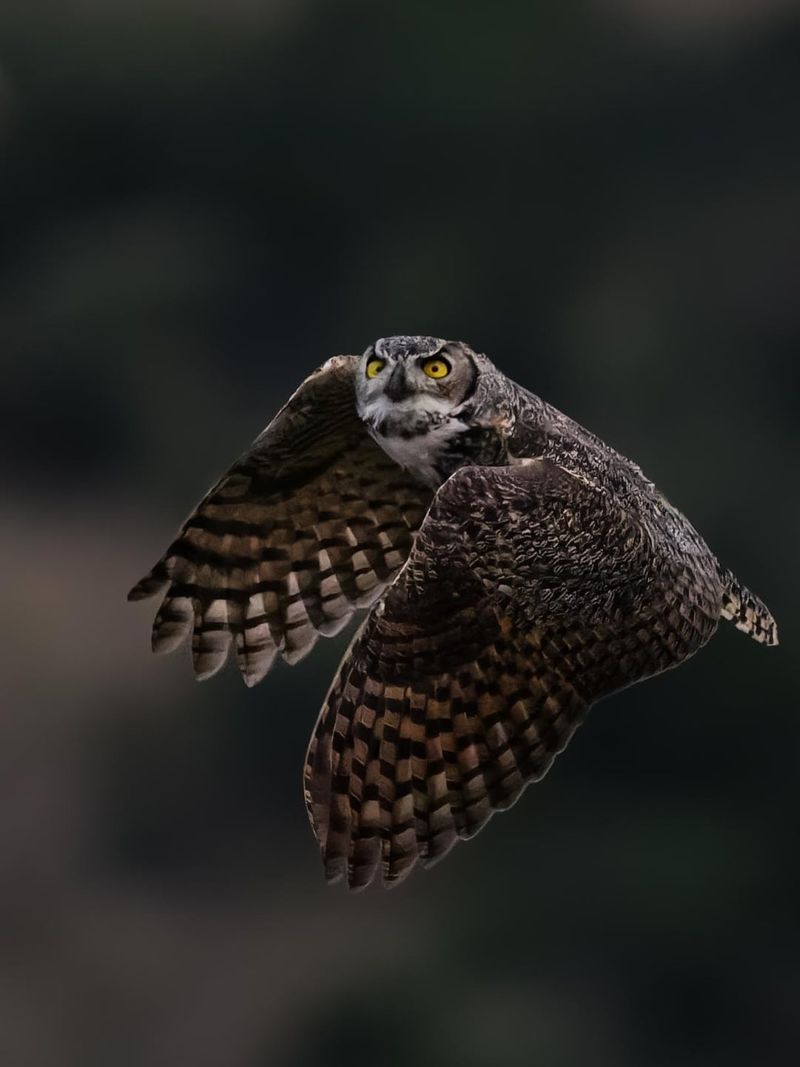 Night Activity Usually Means Prey Is Nearby Night Activity Usually Means Prey Is Nearby