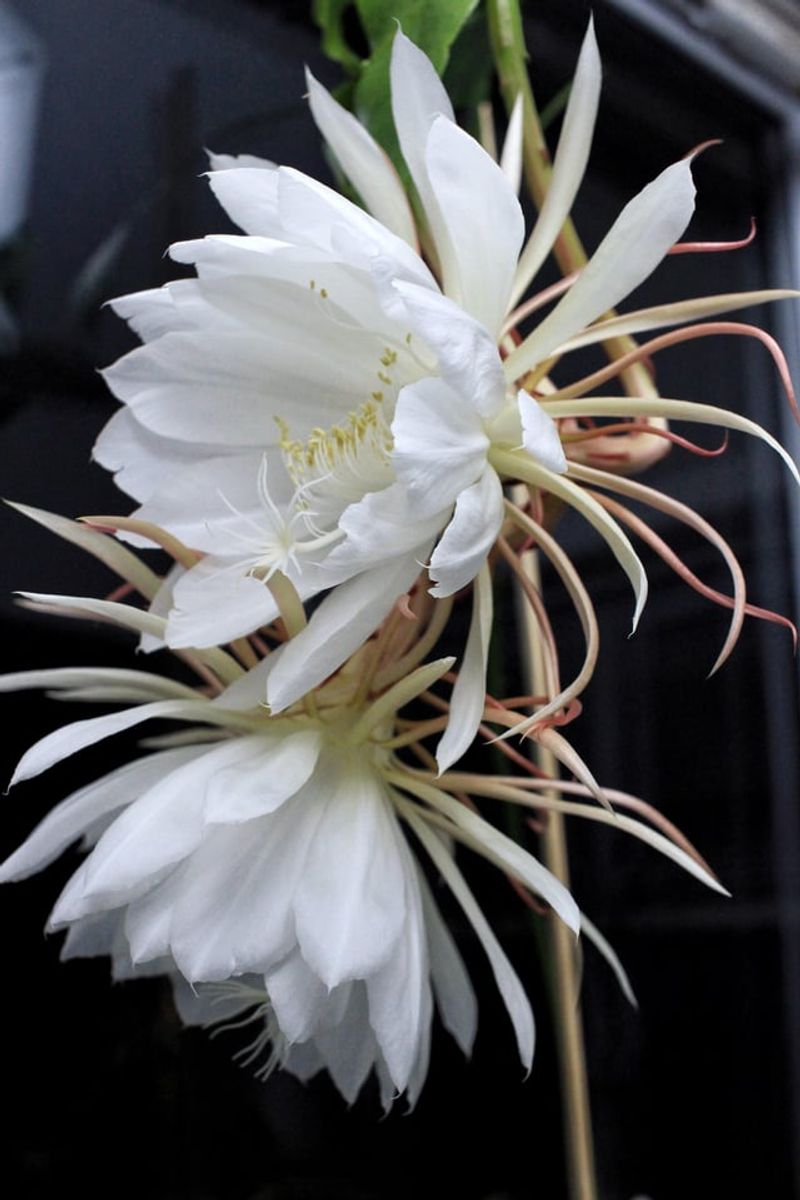 Night-Blooming Flowers Depend On Moth Visits Night-Blooming Flowers Depend On Moth Visits