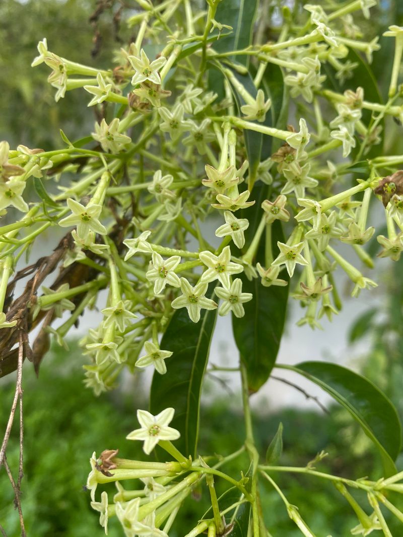 Night Blooming Jessamine Carries Far Night Blooming Jessamine Carries Far