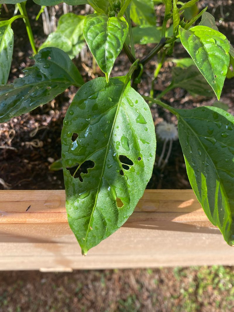 Night Damage May Mean Hidden Feeders Night Damage May Mean Hidden Feeders