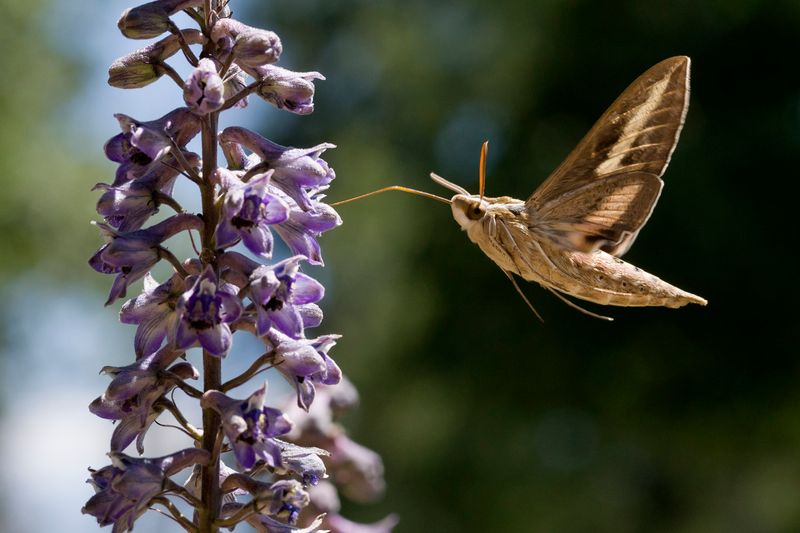 Night-Flying Insects Are Likely Active