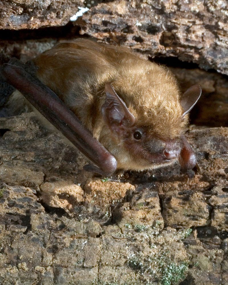 Night Flying Insects Bring More Feeding Activity Night Flying Insects Bring More Feeding Activity