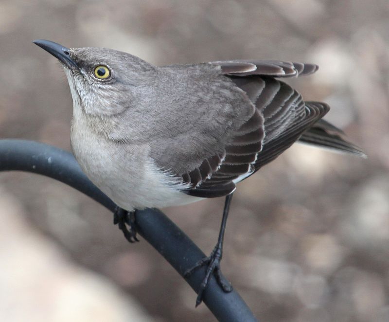 Night Singing Can Come From A Restless Male