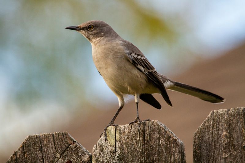 Night Singing Can Come From An Unpaired Bird