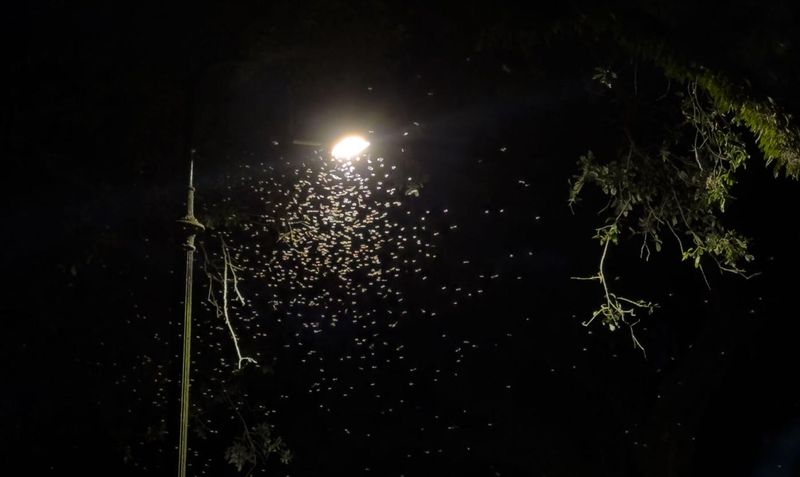 Night Swarmers Flying Around Outdoor Lights