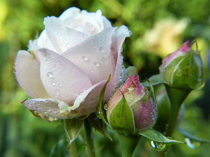 Night Watering Keeps Leaves Wet Night Watering Keeps Leaves Wet