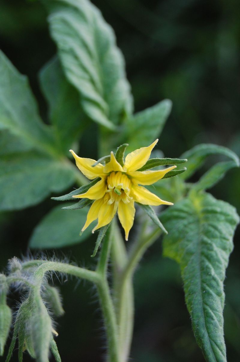 Nights Above 75°F Reduce Pollen Viability