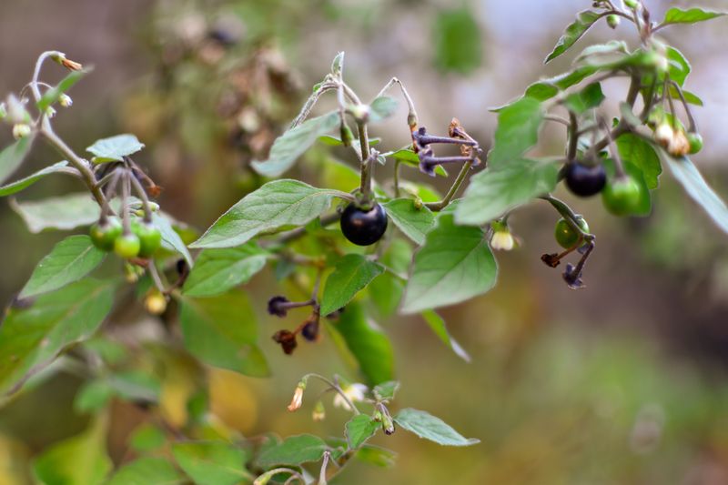 Nightshade Nightshade