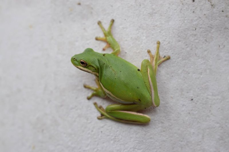 Nighttime Calls Reveal Their Presence