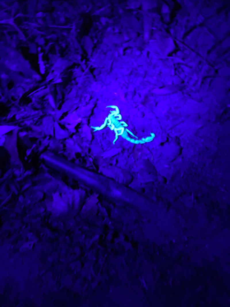 Nighttime Flashlights Make Them Easier To Spot Nighttime Flashlights Make Them Easier To Spot