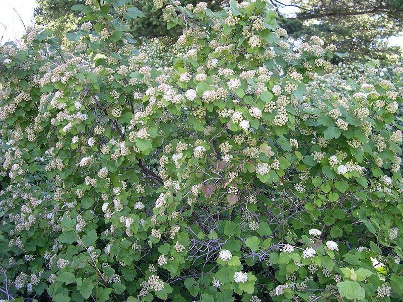 Ninebark