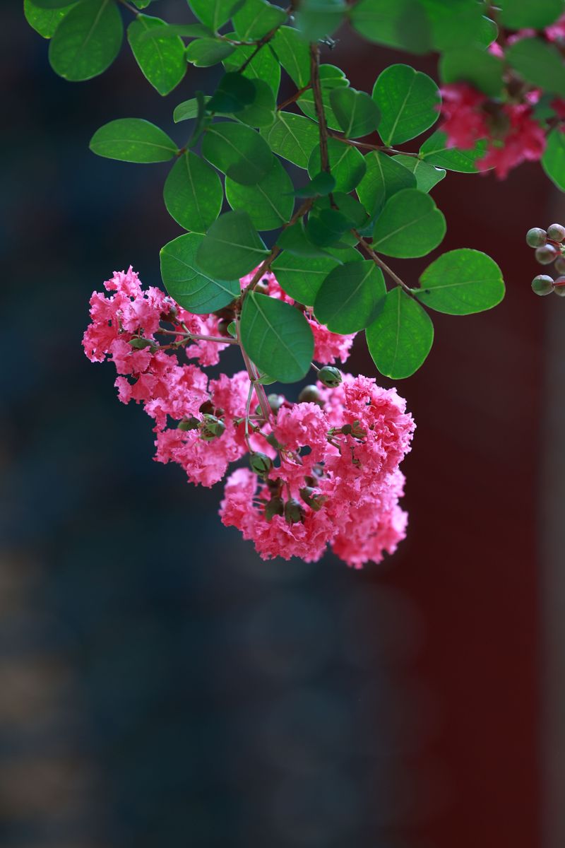 Nitrogen Boosted Leaves, Not Blooms Nitrogen Boosted Leaves, Not Blooms