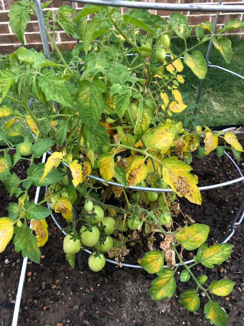 Nitrogen Deficiency And Its Role In Yellowing