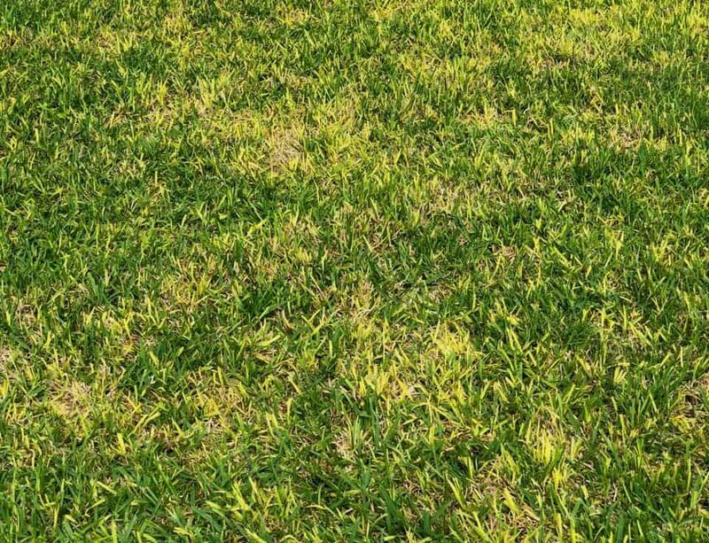 Nitrogen Deficiency Can Leave Grass Looking Pale Nitrogen Deficiency Can Leave Grass Looking Pale