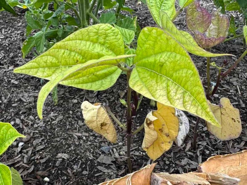 Nitrogen Deficiency Can Yellow Older Leaves First Nitrogen Deficiency Can Yellow Older Leaves First