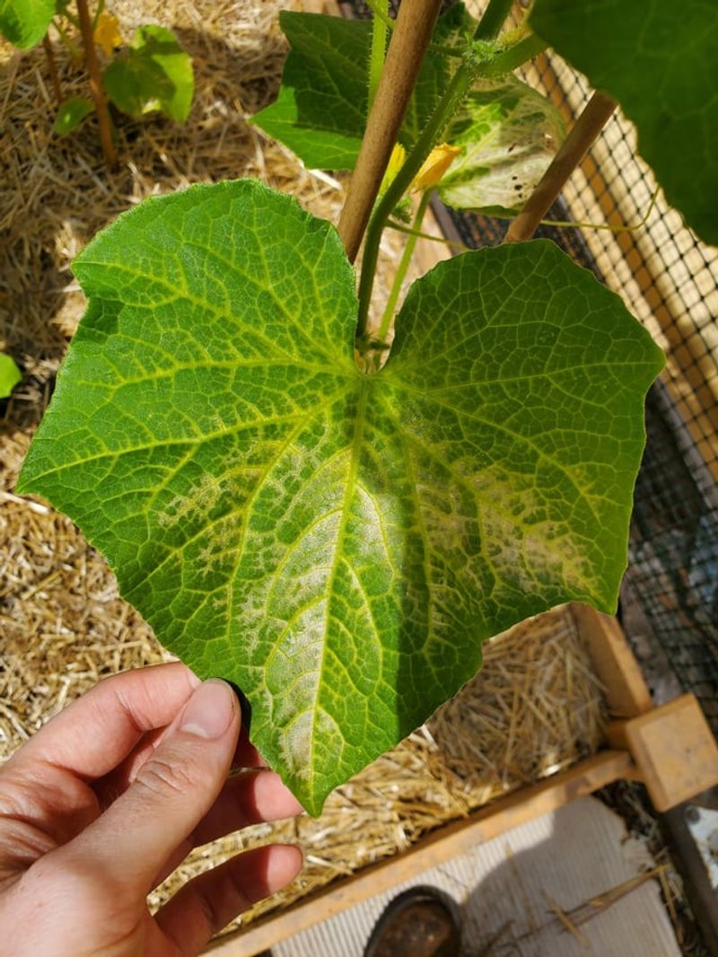 Nitrogen Deficiency Causes Older Leaves To Yellow First Nitrogen Deficiency Causes Older Leaves To Yellow First