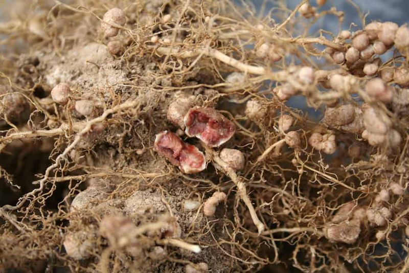 Nitrogen Fixation Gives Garden Beds A Quiet Boost Nitrogen Fixation Gives Garden Beds A Quiet Boost