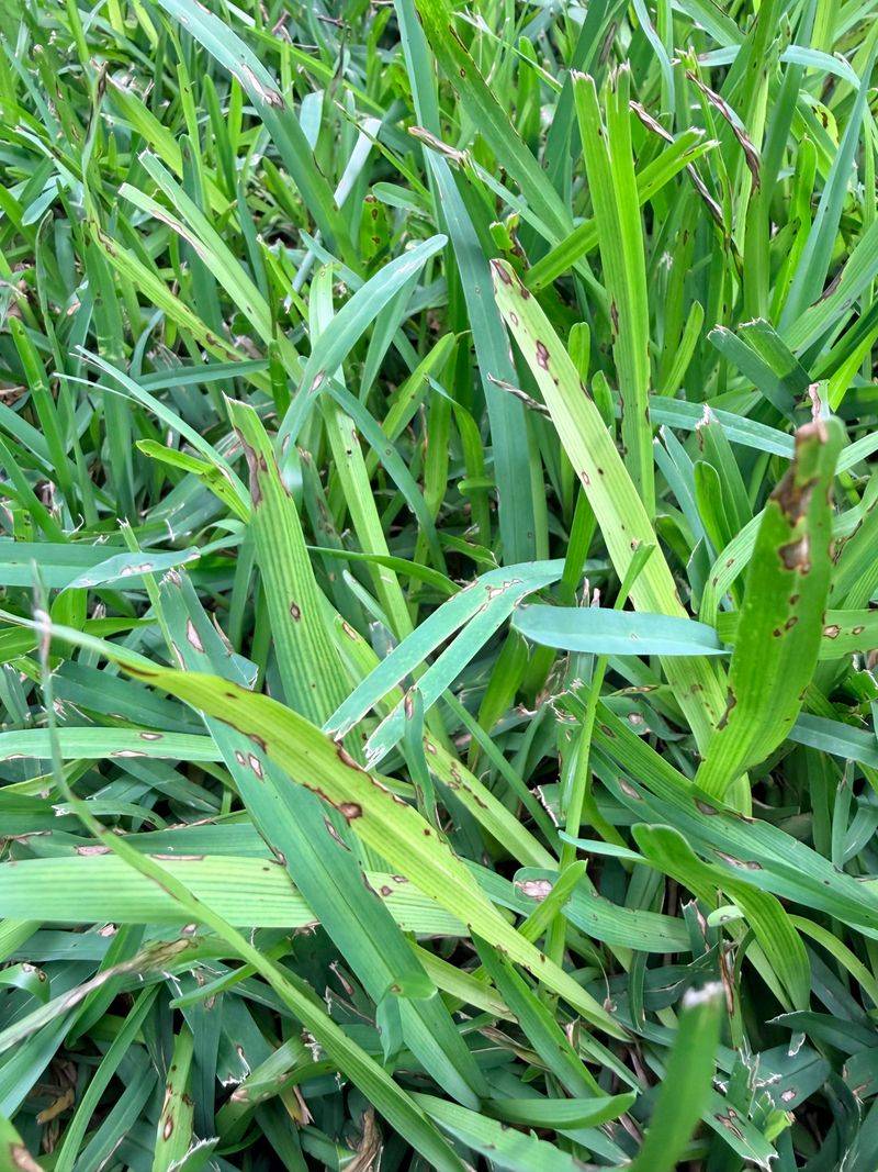 Nitrogen Levels Play A Key Role In Susceptibility